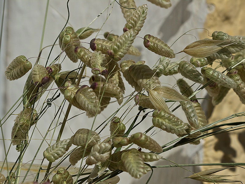 Pendientes, tembladera (Briza maxima )