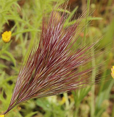 Bromo, plumerillo rojo (Bromus rubens)