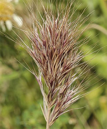 Plumerillo rojo (Bromus rubens)