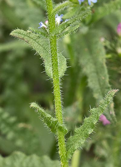 Anchusa arversis. Pequeña buglosa
