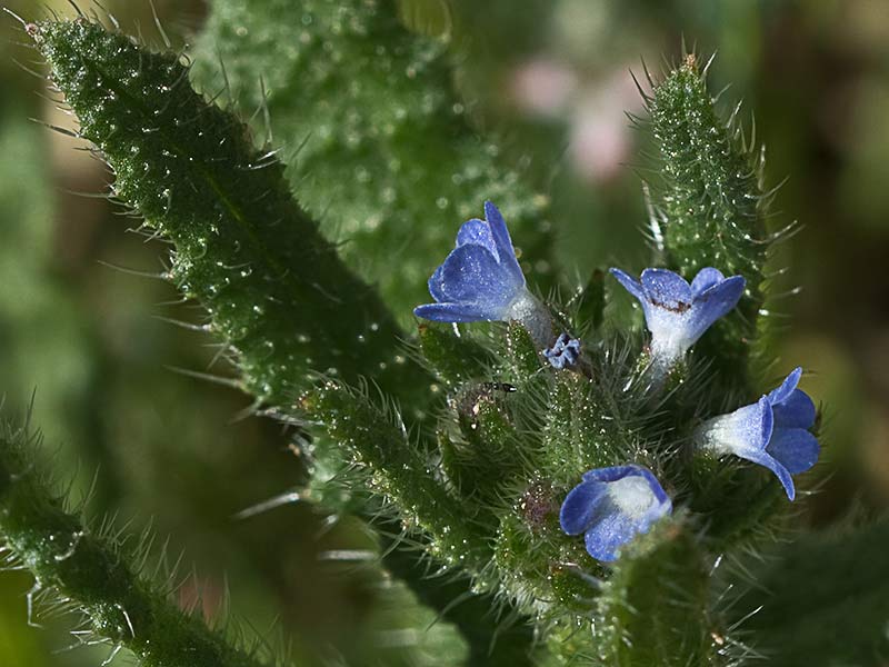 Anchusa arversis. Pequeña buglosa
