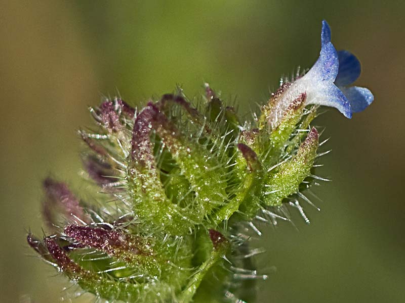 Anchusa arversis. Pequeña buglosa