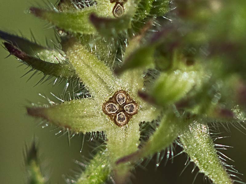Anchusa arversis. Pequeña buglosa