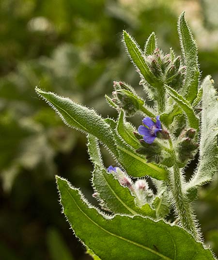 Buglosa pequeña (Anchusa arvensis)