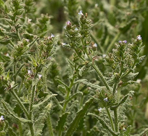  Mata de Buglosa pequeña (Anchusa arvensis)