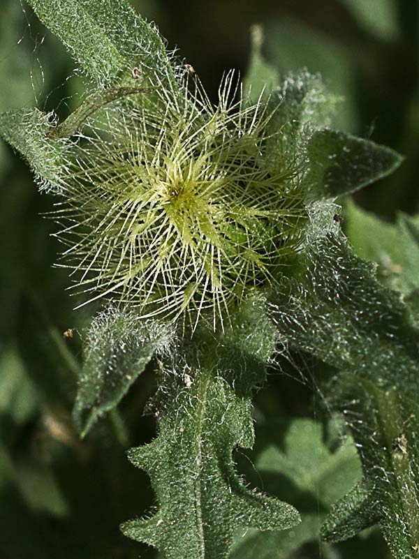 Cabeza de pollo (Centaurea pullata)