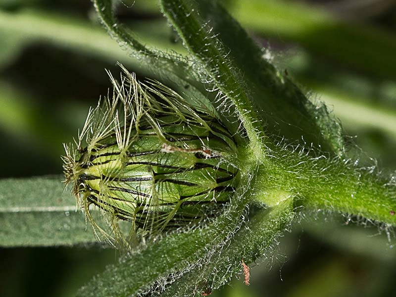 Cabeza de pollo (Centaurea pullata)