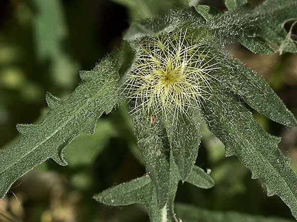 Cabeza de pollo (Centaurea pullata)