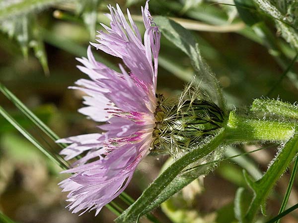 Cabeza de pollo (Centaurea pullata)