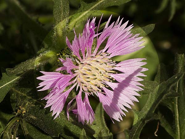 Cabeza de pollo (Centaurea pullata)