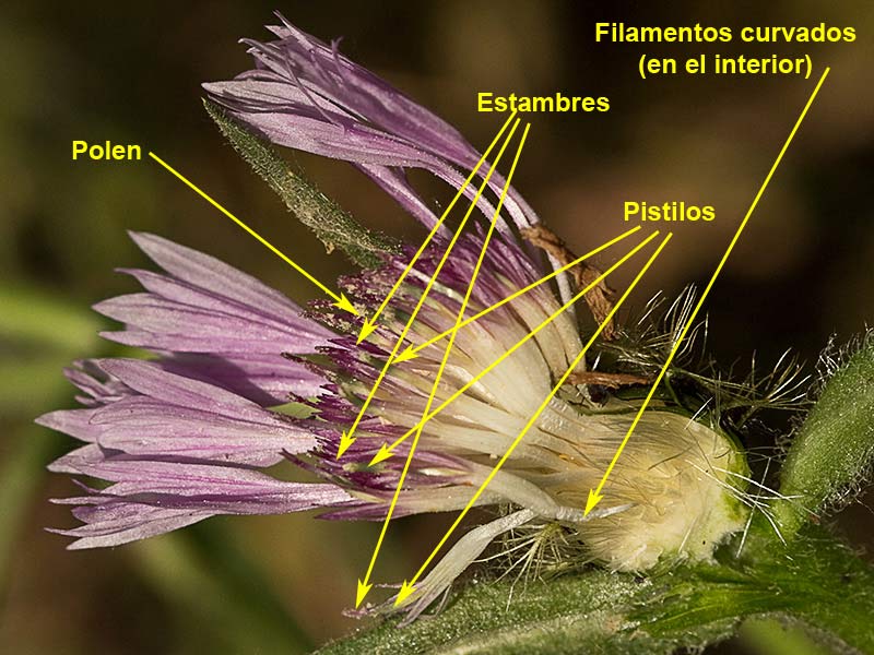 Cabeza de pollo (Centaurea pullata)