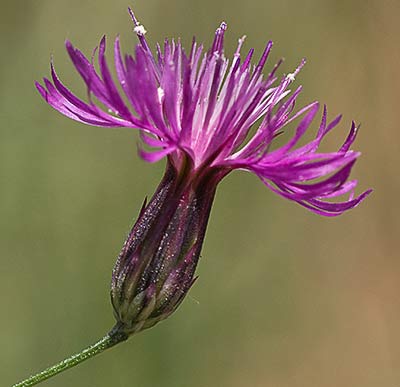 Cabezuela cana (Crupina vulgaris)