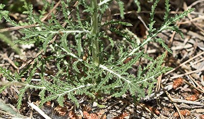 Mata basal de la Cabezuela cana (Crupina vulgaris)