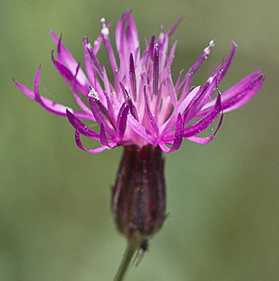 Cabezuela cana (Crupina vulgaris)
