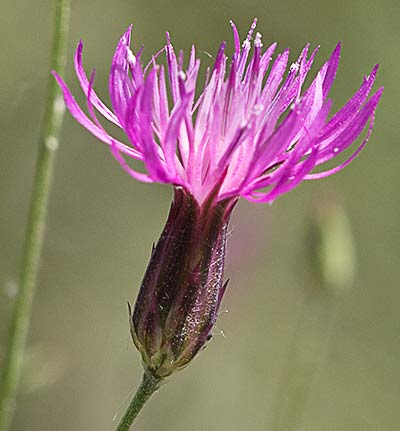Cabezuela cana (Crupina vulgaris)