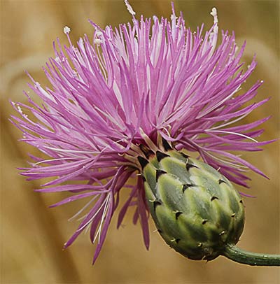 Cabezuela (Mantisalca salmantica)