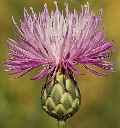 Flor de la cabezuela (Mantisalca salmantica)