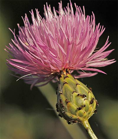 Flor de la mantisalca salmantica