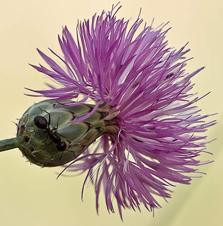 Flor de la cabezuela (Mantisalca salmantica)