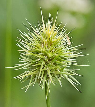 Echinaria capitata