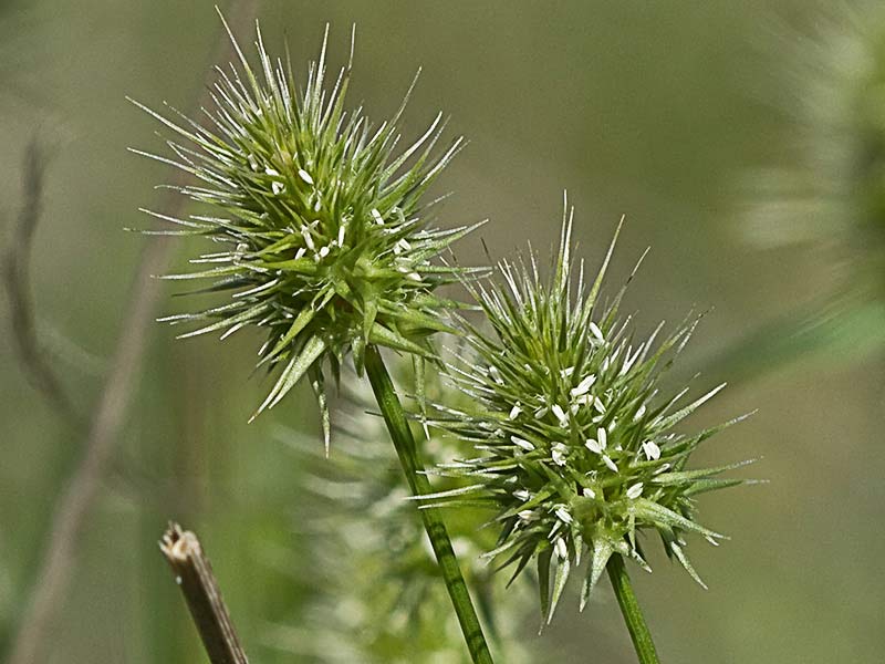 Echinaria capitata