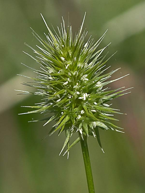 Echinaria capitata