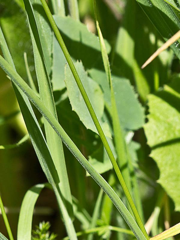 Echinaria capitata
