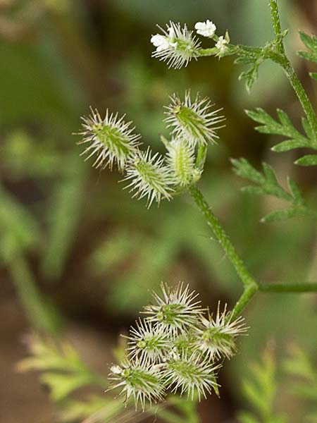 Fruto del cachurro (Torilis arvensis)