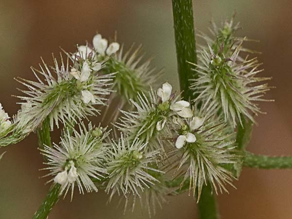 Fruto del cachurro (Torilis arvensis)
