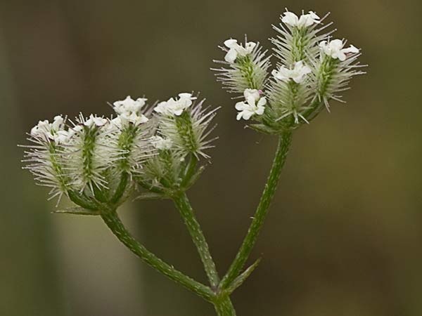 Fruto del cachurro (Torilis arvensis)