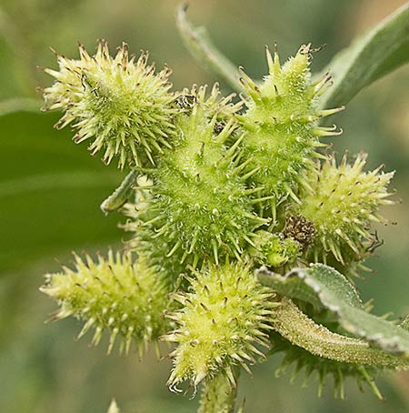 Fruto del cahillo (Xanthium Strumarium)