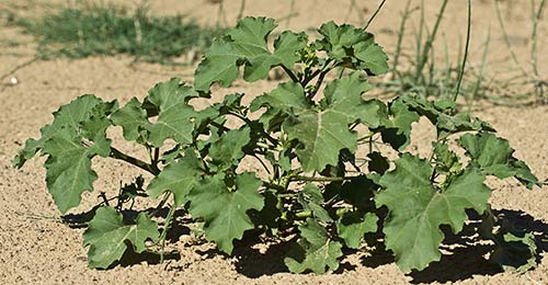 Mata de cadillos (Xanthium strumarium)
