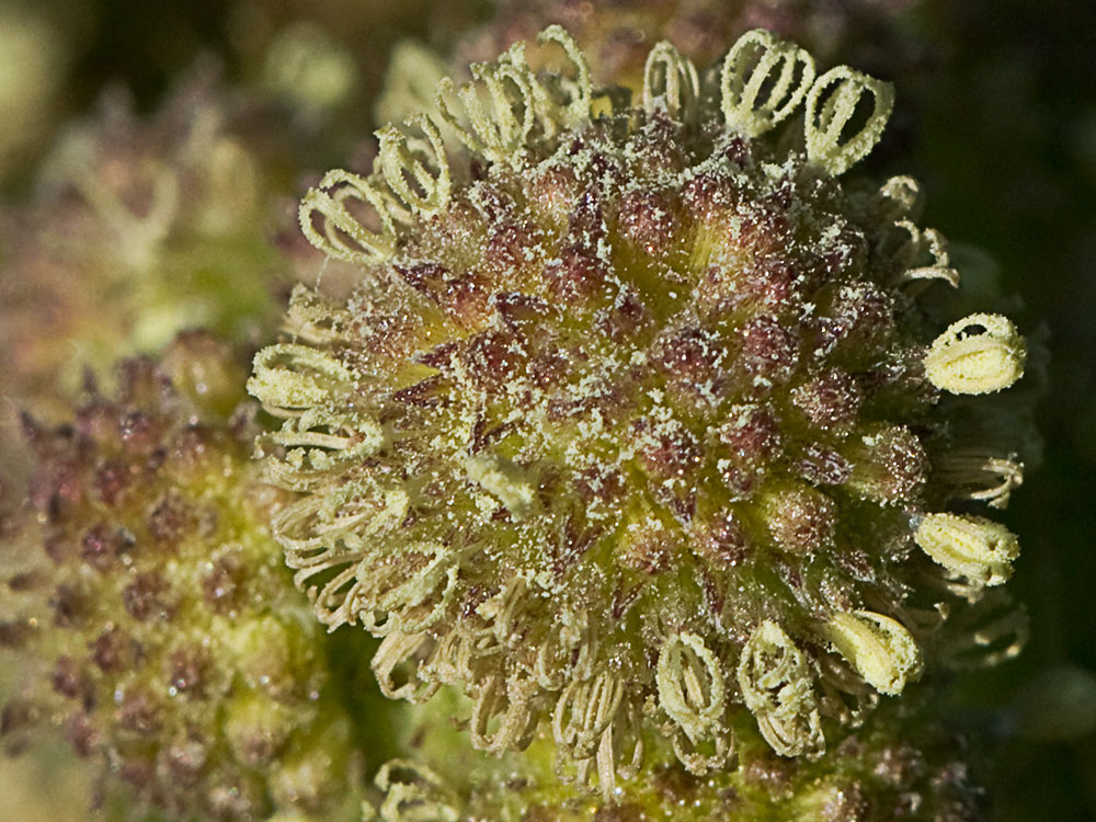 Cabezuelas masculinas de los Cadillos (Xanthium strumarium)