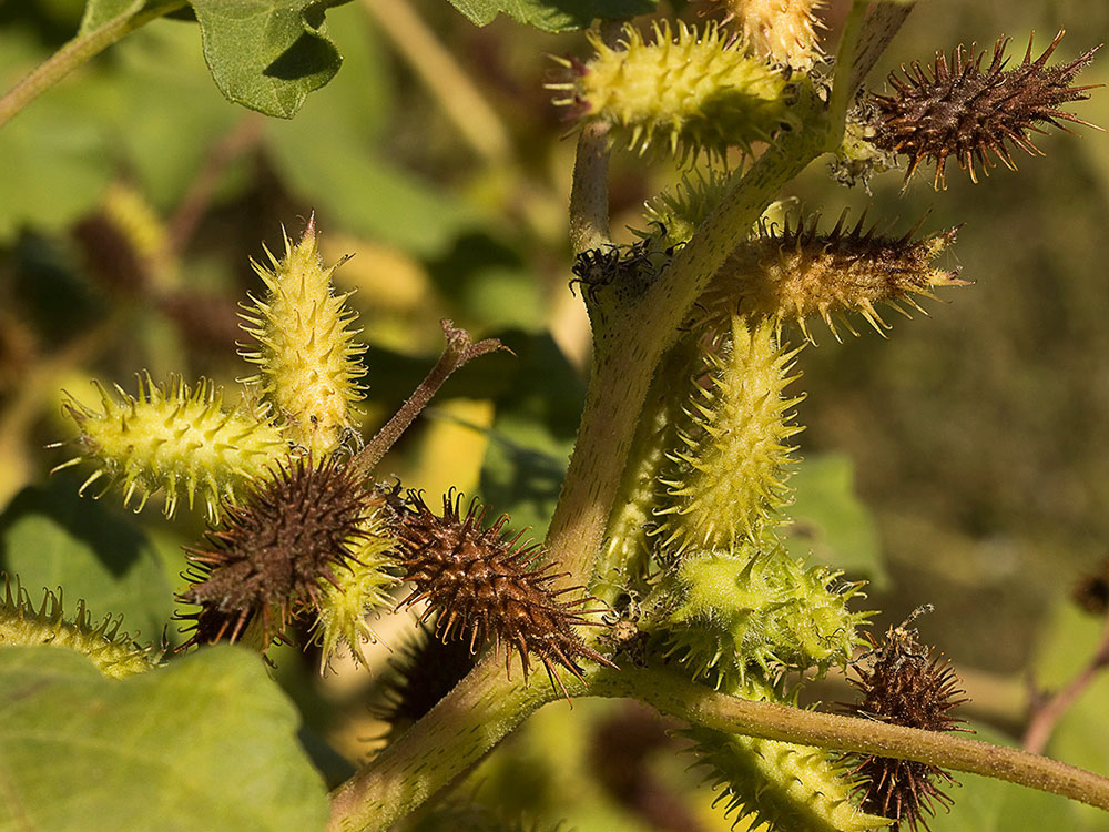 Frutos de los Cadillos (Xanthium strumarium)