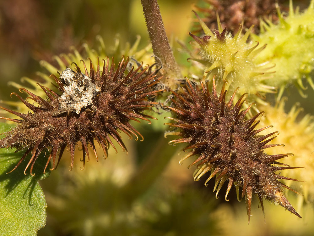 Frutos de los Cadillos (Xanthium strumarium)