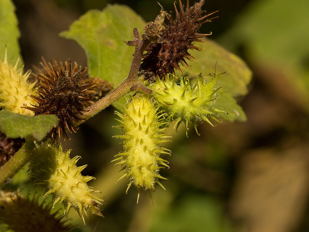 Frutos de los Cadillos (Xanthium strumarium)