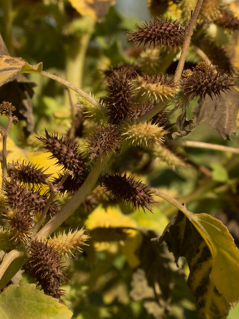 Frutos de los Cadillos (Xanthium strumarium)
