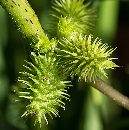 Cadillos (Xanthium strumarium)