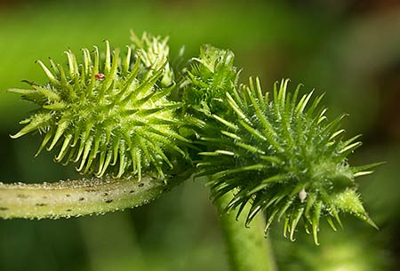 Cadillos (Xanthium strumarium)
