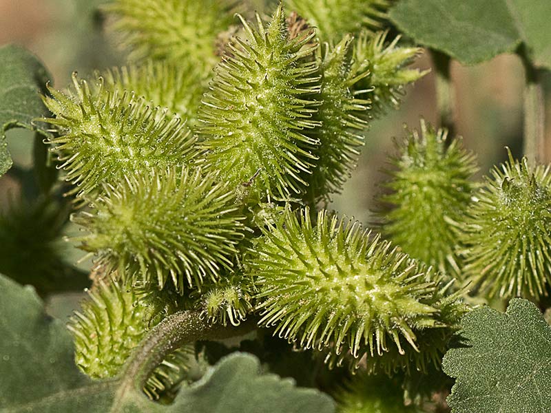 Cadillos (Xanthium strumarium)