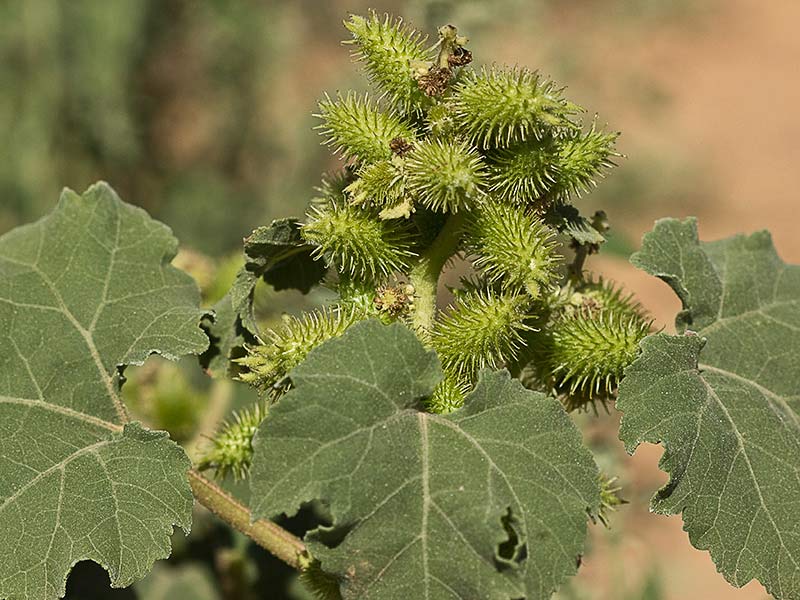 Cadillos (Xanthium strumarium)