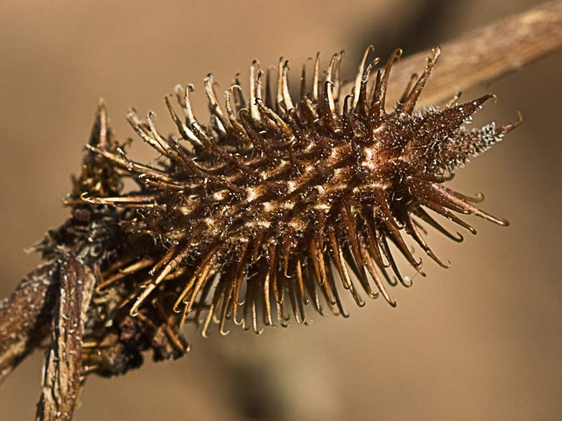 Cadillos (Xanthium strumarium)