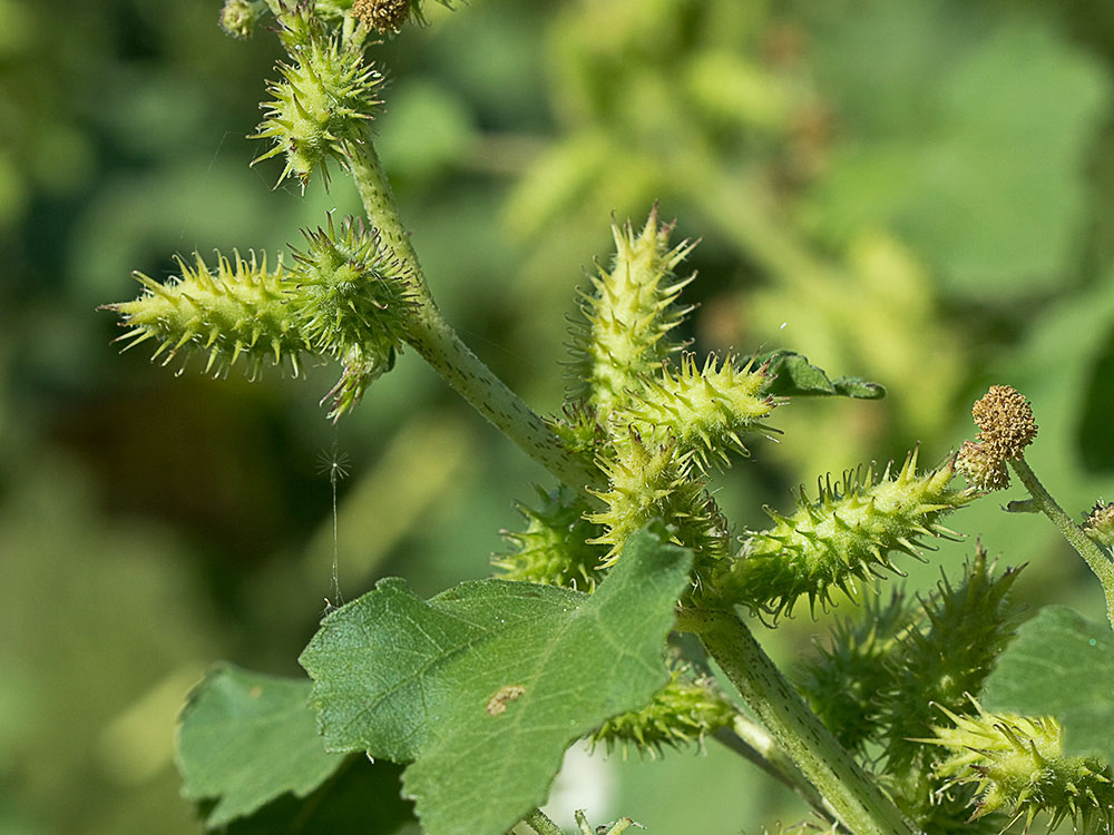 Cadillos (Xanthium strumarium)