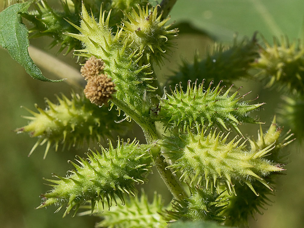 Cadillos (Xanthium strumarium)
