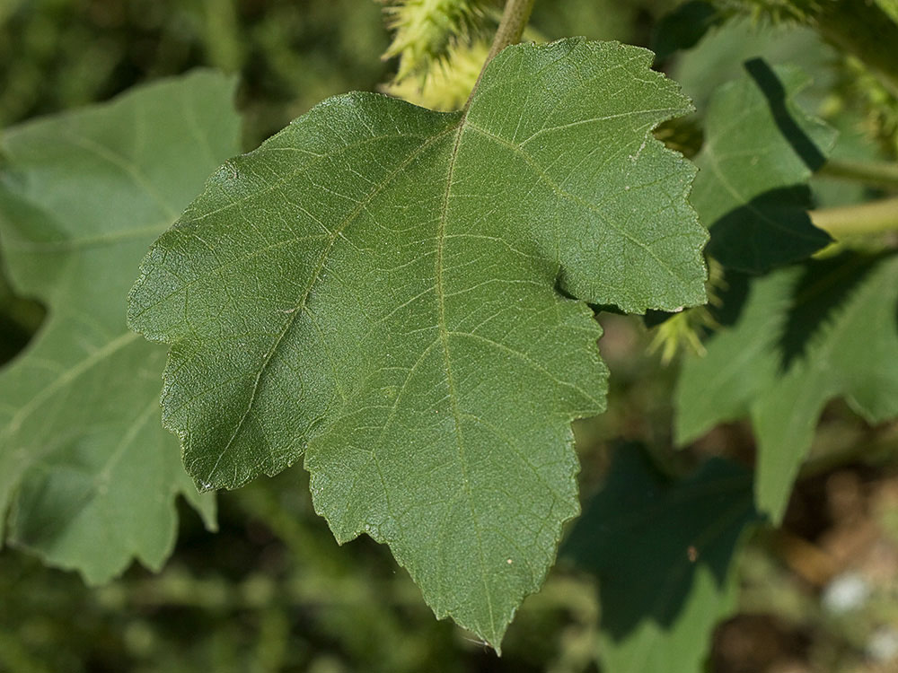 Cadillos (Xanthium strumarium)