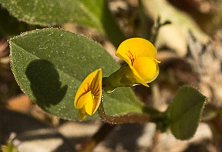 Flores de la Cagarria (Scorpiurus muricatus)