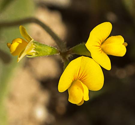 Flores de la cagarria (Scorpiurus muricatus)