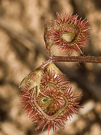 Fruto de la Cagarria  (Scorpiurus muricatus)