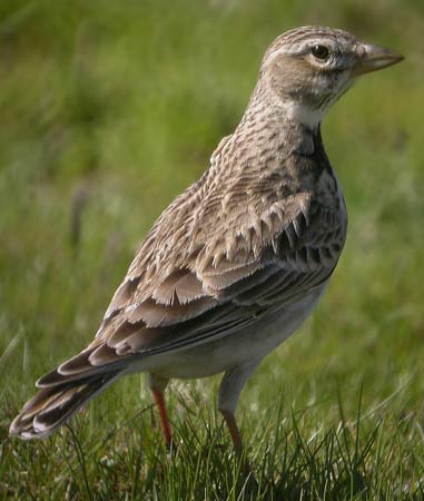 Calandria