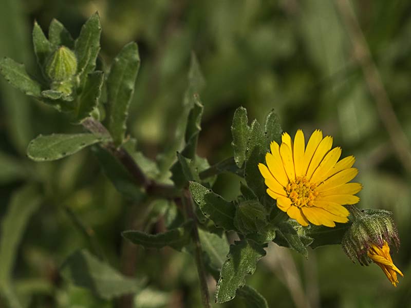 Caléndula (Calendula arvensis)